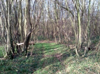 Whitbuck Wood - SOLD