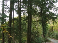 Coed Aber - SOLD