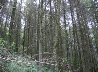 Coed Carnedd photo 6