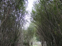 Coed Cors - SOLD