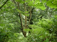 Coed Dyffryn