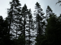 Coed Dyffryn photo 2