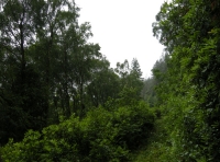 Coed Dyffryn photo 3