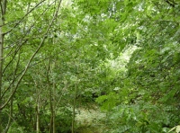 Coed Dyffryn photo 4