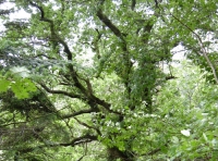 Coed Dyffryn photo 5