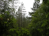 Coed Dyffryn photo 6