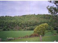 Coed Garth - Hill Wood - SOLD