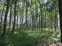 Coed Nant Glas - Green Valley Wood - SOLD