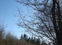Coed Newydd