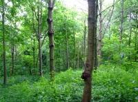 All Saints Wood