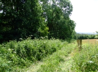 All Saints Wood photo 2