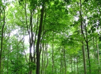 All Saints Wood photo 5