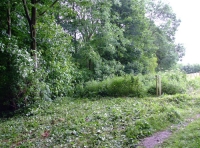 All Saints Wood photo 6