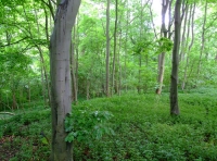 All Saints Wood photo 7