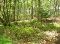 Byers Wood