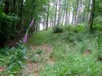 Byshottles Wood