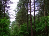 Irtonwood