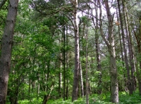 Irtonwood photo 2