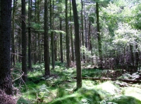 Irtonwood photo 4