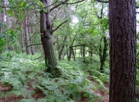 Irtonwood photo 5