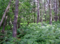 Irtonwood photo 7