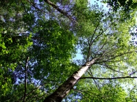 Irtonwood photo 8