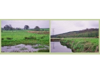 Trent Meadow