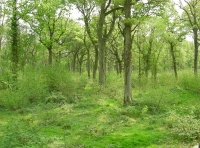 Ball Wood