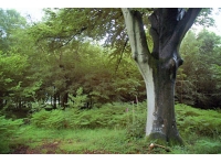 ClanWood - SOLD