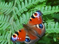 ClanWood - SOLD photo 3