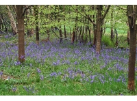 ClanWood - SOLD photo 4