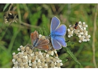 ClanWood - SOLD photo 6