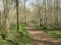 Crescent Pond Wood - SOLD