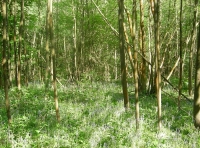 Downstream Wood - SOLD
