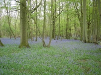 Great Brandy Wood