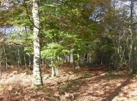Ling Wood - SOLD