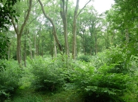 Longlands Wood - SOLD