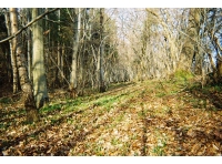 Lower Bish Wood - SOLD