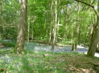 Lower Orltons Copse
