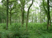 Sisters Wood