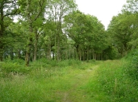 Sisters Wood photo 2