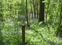 Southbrook Wood - SOLD