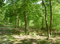 Squinch Wood