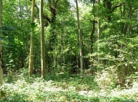 Upper Bish Wood - SOLD
