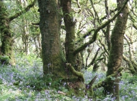 Allt Dderw - Oak Wood