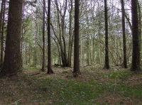 Coed Coomb - Coomb Wood - SOLD