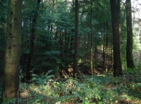Coed Nantygelli - Stream Wood - SOLD