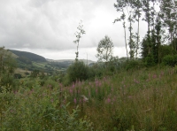 Coed Pandy