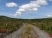 Coed Preseli