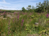 Coed Preseli - SOLD photo 2